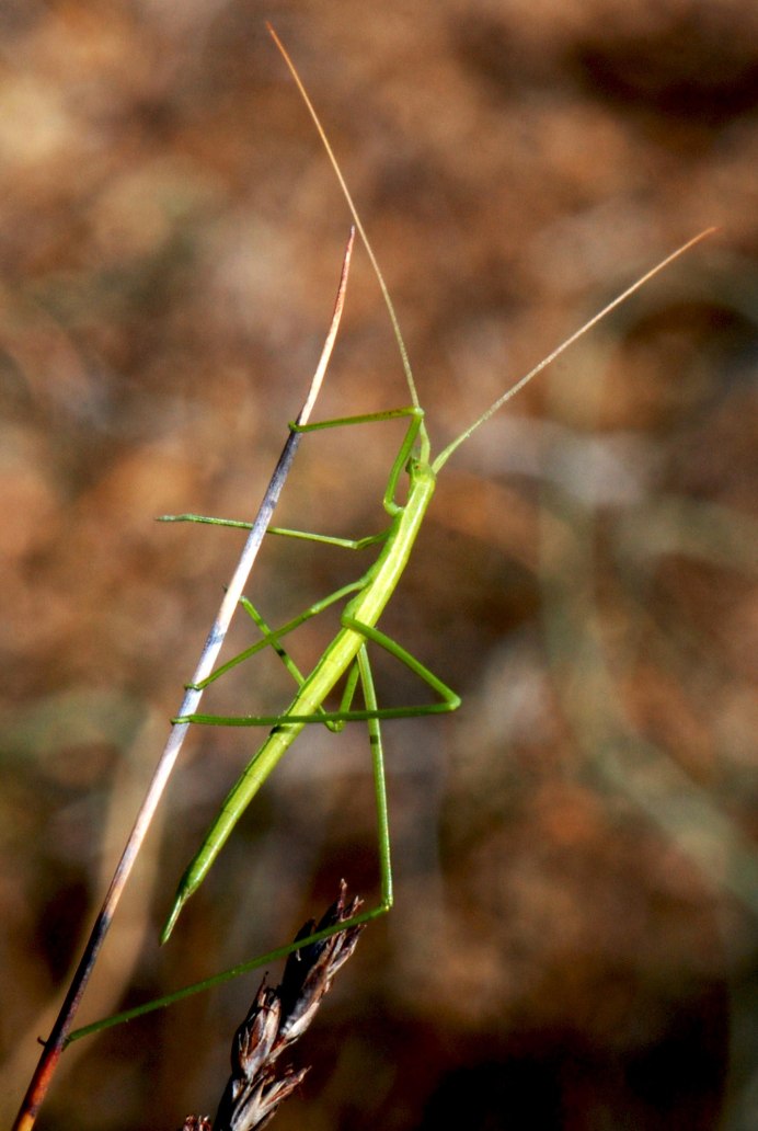 Фото эльфов насекомые