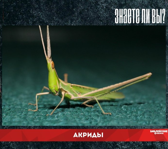 Палочник листовидка