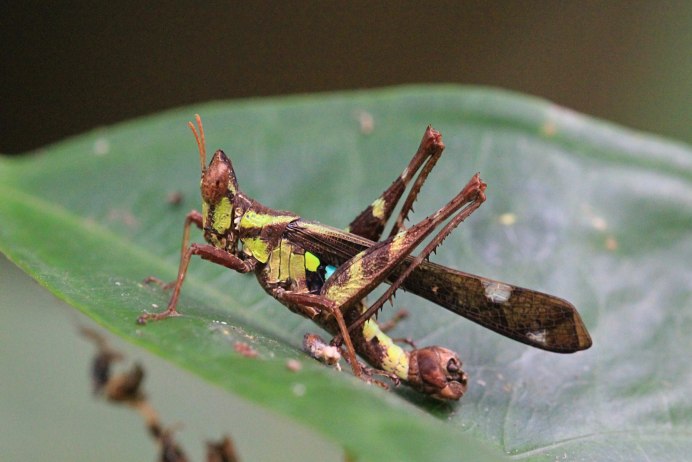Статилия богомол