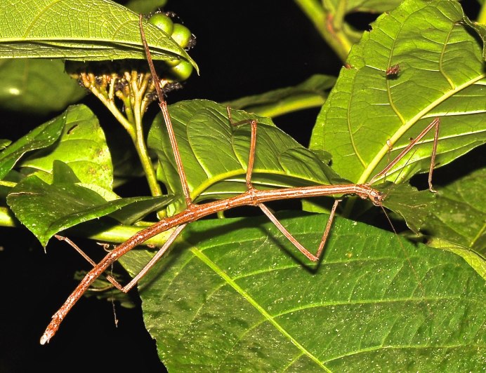 Кузнечик палочник Саранча