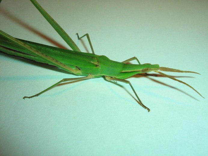 Ранатра водяной палочник