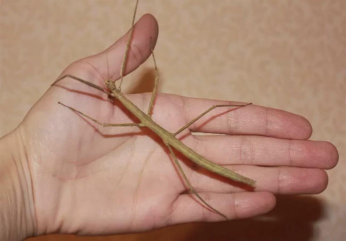 Реликтовый Уссурийский палочник