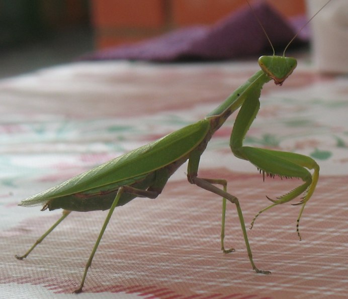 Богомол палочник