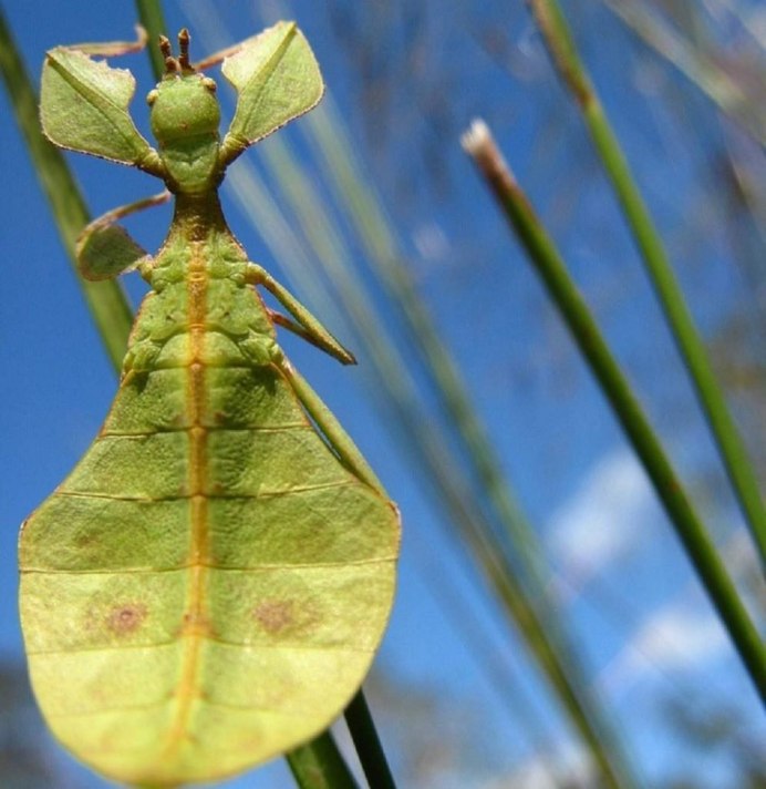 Закавказский древесный богомол