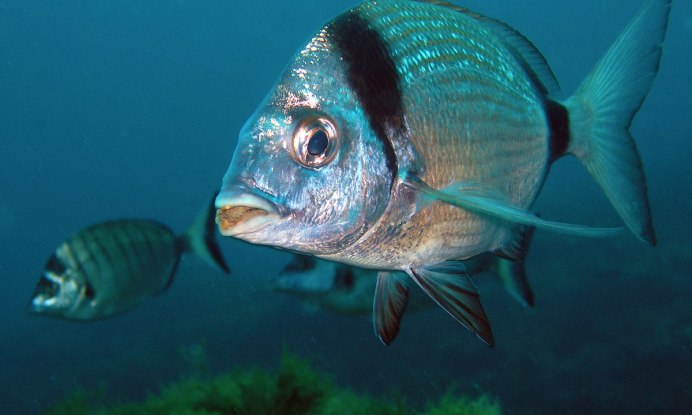 Scorpaena porcus