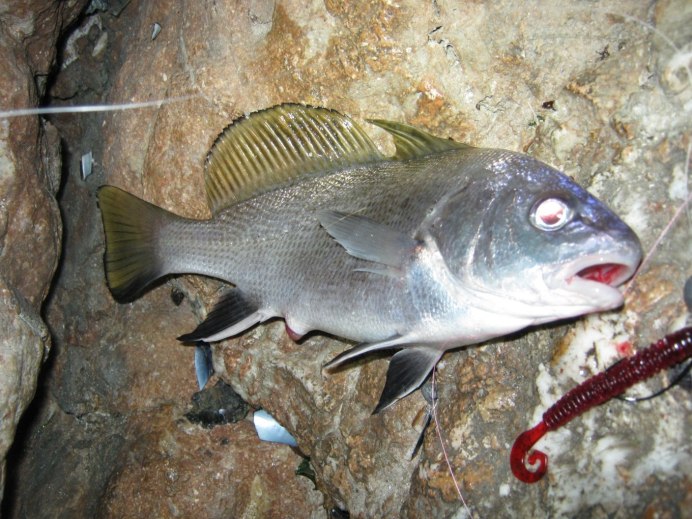Karagöz Fish