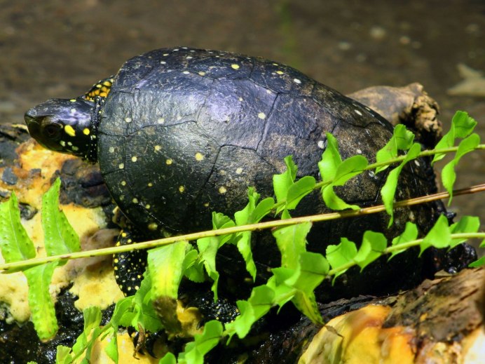 Graptemys oculifera
