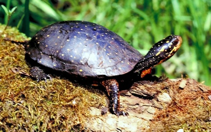 Psammobates geometricus