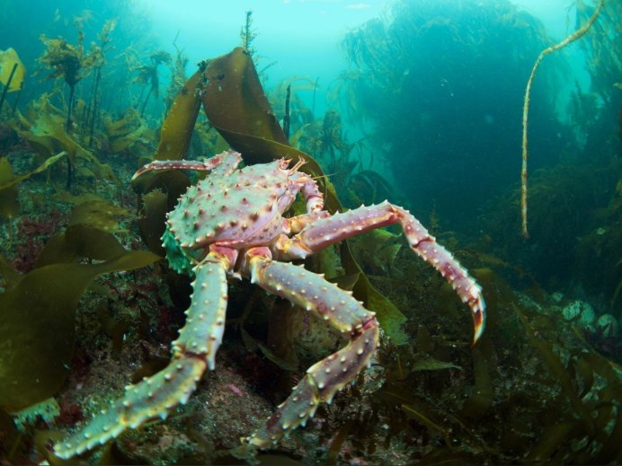 Краб Баренцево море