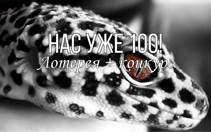 Геккон голубой эублефар