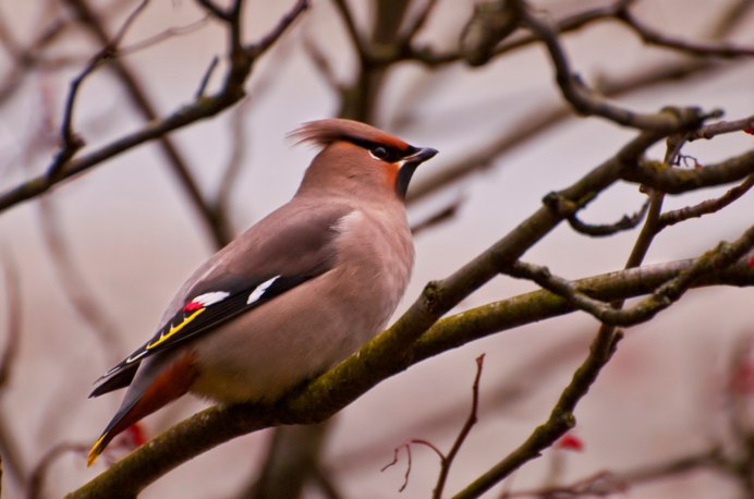 Свиристель самка