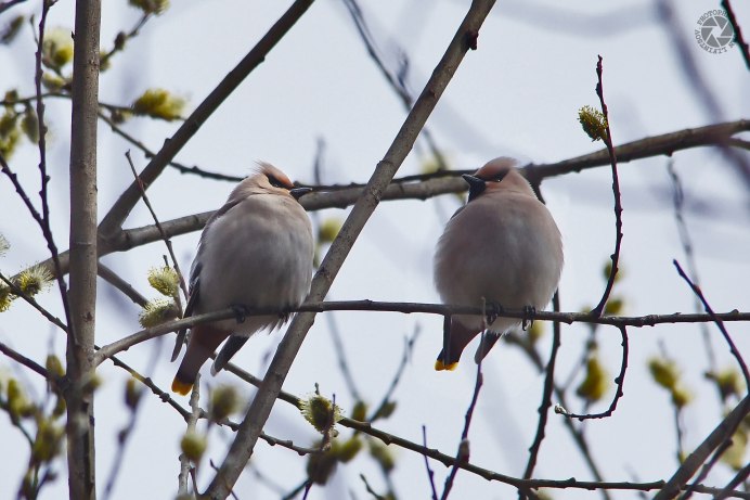 Голоса птиц свиристель