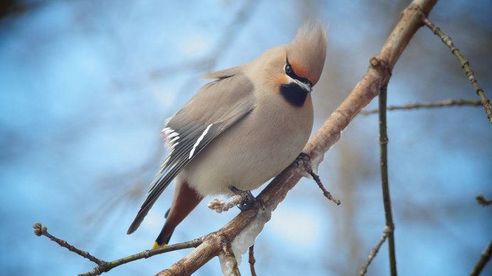 Свиристель обыкновенный (Bombycilla garrulus)