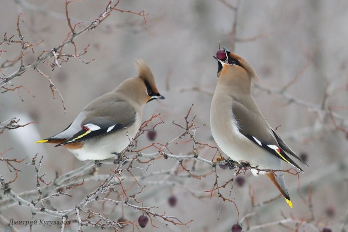 Свиристель самка