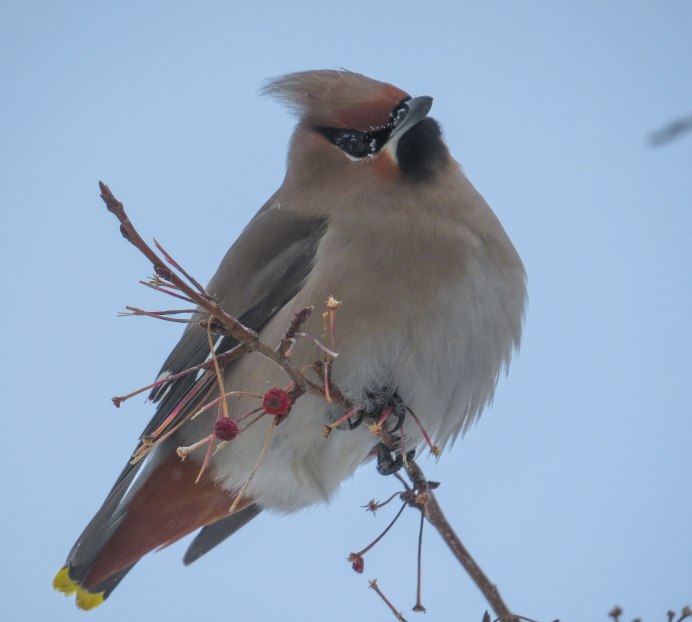 Свиристель гнездование
