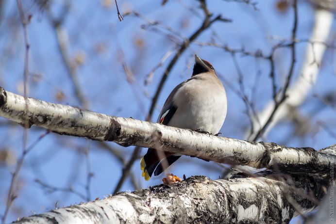 Птенец свиристели фото