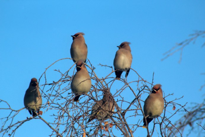 Дрозд свиристель Крымский