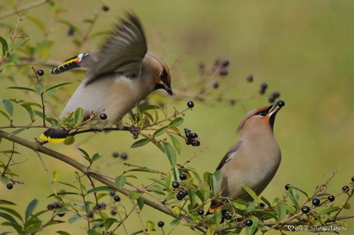 Свиристель игрушка