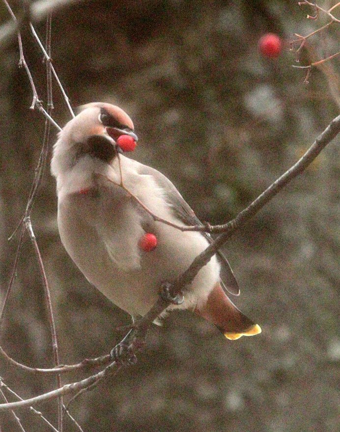 Как различить свиристель самку