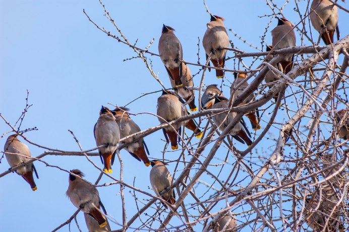 Свиристель длиннохвостый