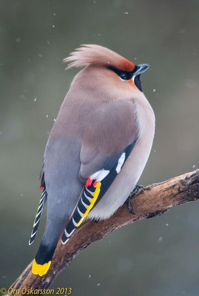 Свиристель самка и самец