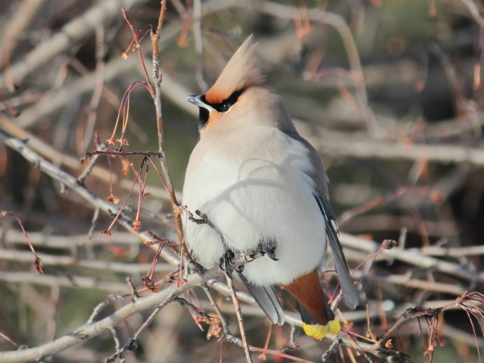 Сорокопут свиристель