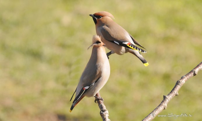 Свиристель половой диморфизм