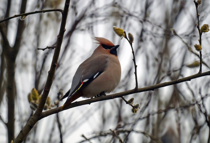 Как выглядит птица багажник