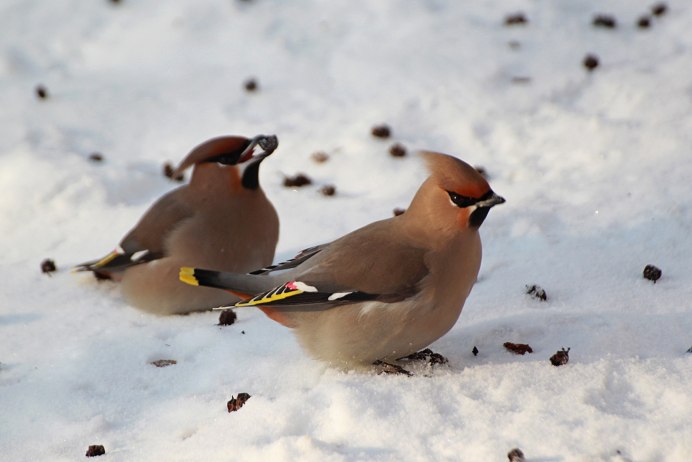 Свиристель (Ampelis garrulus)