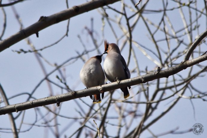 Хохлатые свиристели