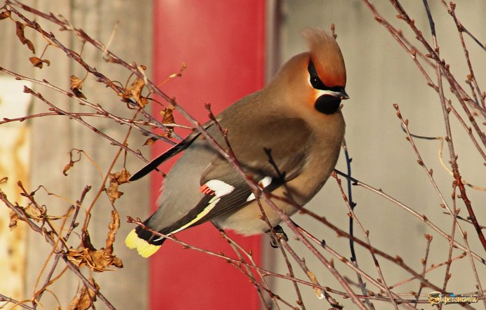 Свиристель птица самец