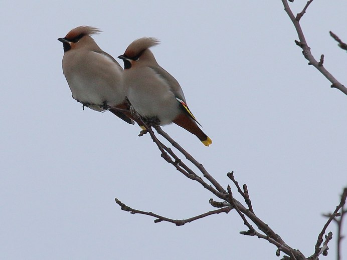 Свиристель самка и самец