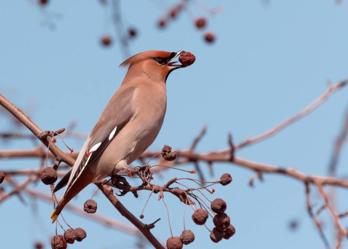 Сорокопут свиристель