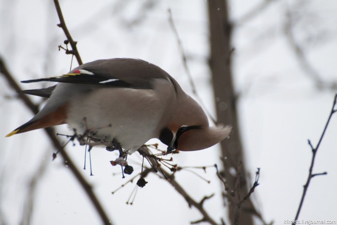 Свиристели прилетели примета