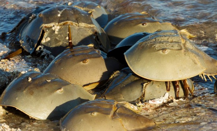Мечехвост Limulus Polyphemus