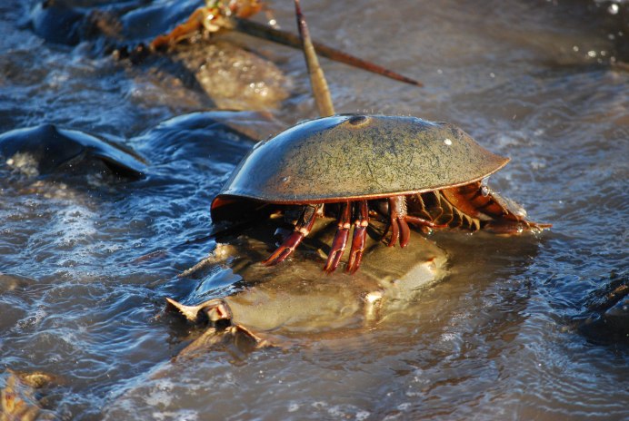 Мечехвост Limulus Polyphemus