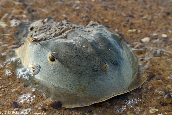 Мечехвост Limulus Polyphemus