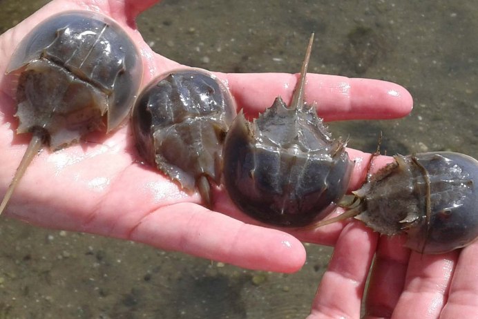 Мечехвоста Limulus