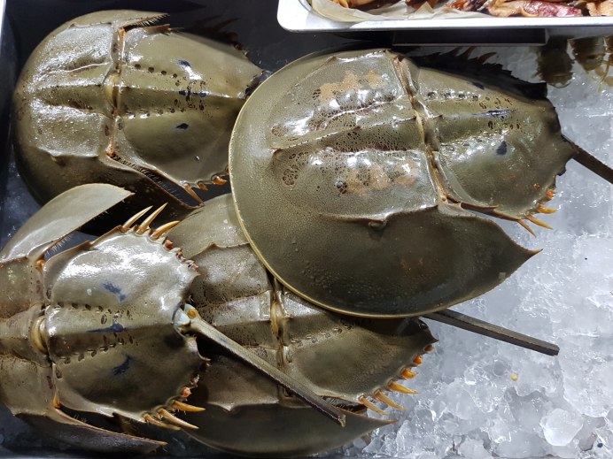 Мечехвоста Limulus
