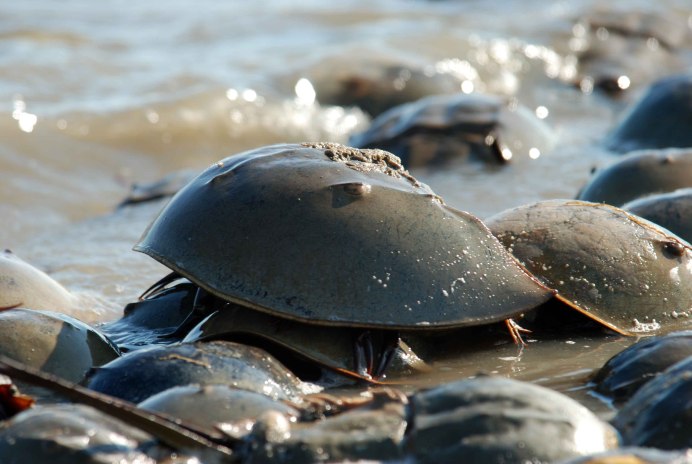 Мечехвост Limulus Polyphemus
