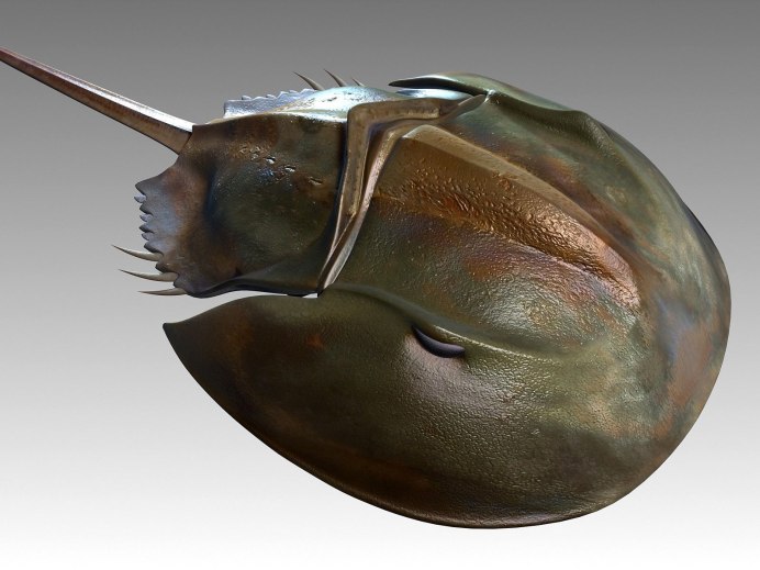 Мечехвост Limulus Polyphemus
