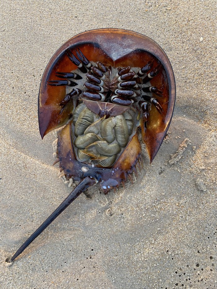 Мечехвост Limulus Polyphemus
