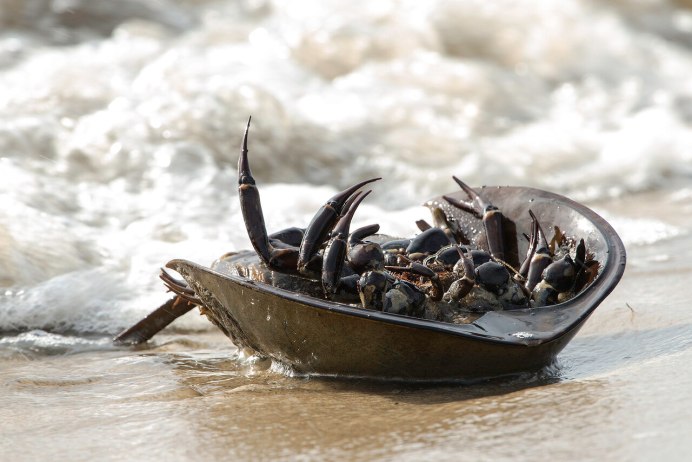 Atlantic Horseshoe Crab