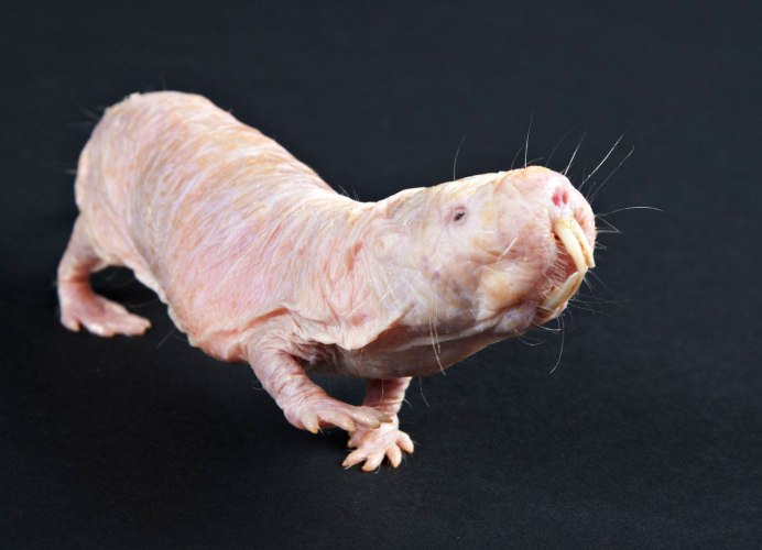 Голый землекоп (Heterocephalus Glaber)