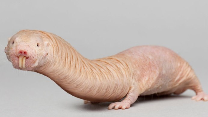 Голый землекоп (Heterocephalus Glaber)