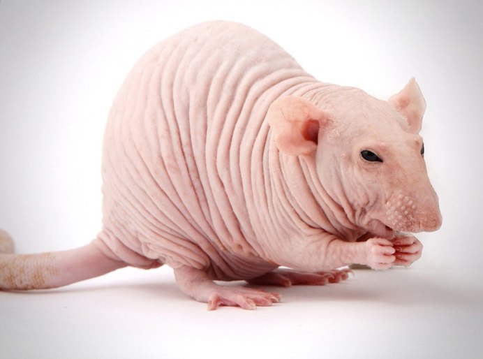Голый землекоп (Heterocephalus Glaber)