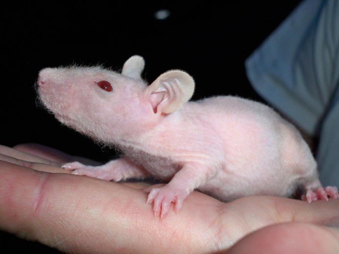 Голый землекоп (Heterocephalus Glaber)