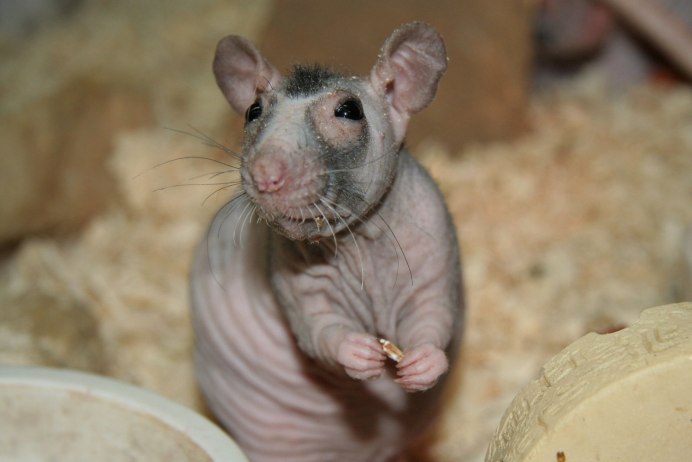 Голый землекоп (Heterocephalus Glaber)