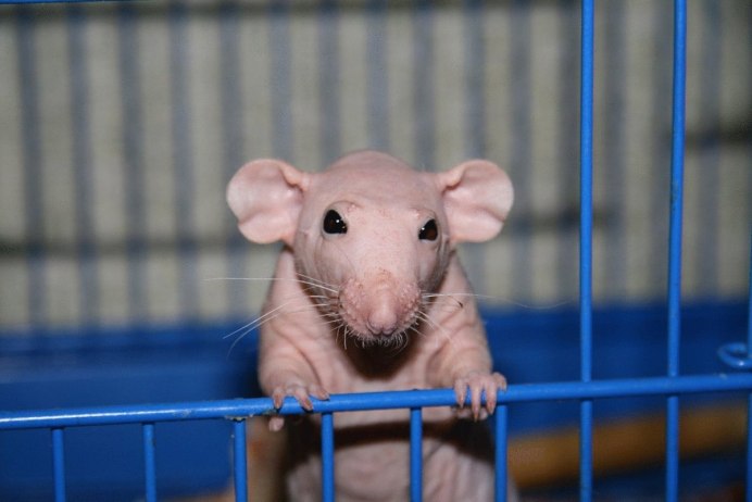 Голый землекоп (Heterocephalus Glaber)