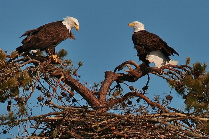 Орёл-карлик (Aquila pennata)